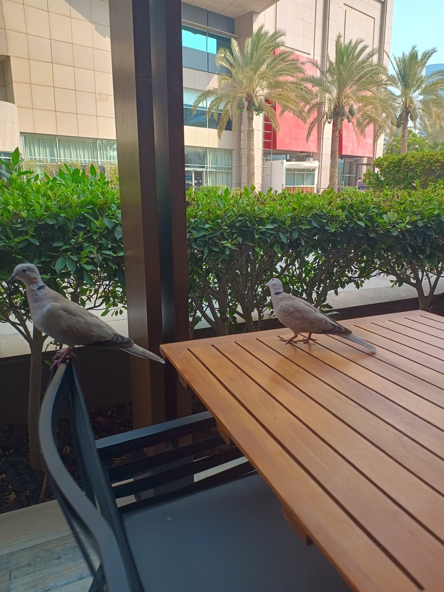 وتضيق دنيانا فنحسب أننا
سنموت يأسا أو نموت نحيبا

وإذا بلطف الله يهطل فجأة
يربي من اليبس الفتات قلوبا

قل للذي ملأ التشاؤمُ قلبه
ومضى يضيق حولنا الآفاقا

سر السعادةِ حسن ظنك بالذي
خلق الحياةَ وقسَّم الأرزاقا

الشافعي