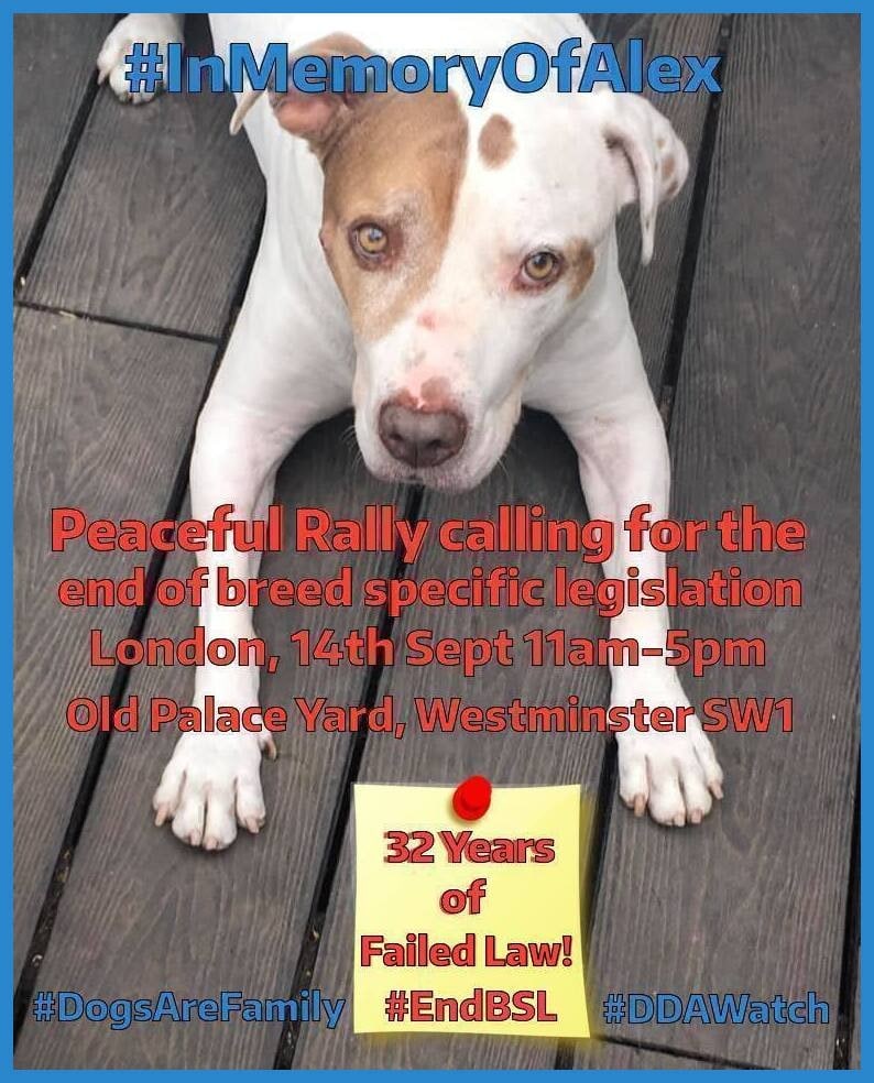 annlane36's tweet photo. @jordanwshelley London Anti-BSL Rally 2023 – Family #Dogs are being seized under the Dangerous Dogs Act &amp; KILLED just for how they look, Breed Specific Legislation is barbaric &amp; outdated, please join us in #London &amp; be their voice, pls RT https://t.co/UhZFyaohVJ #EndBSL #DDAWatch https://t.co/pvZv7PyVjg