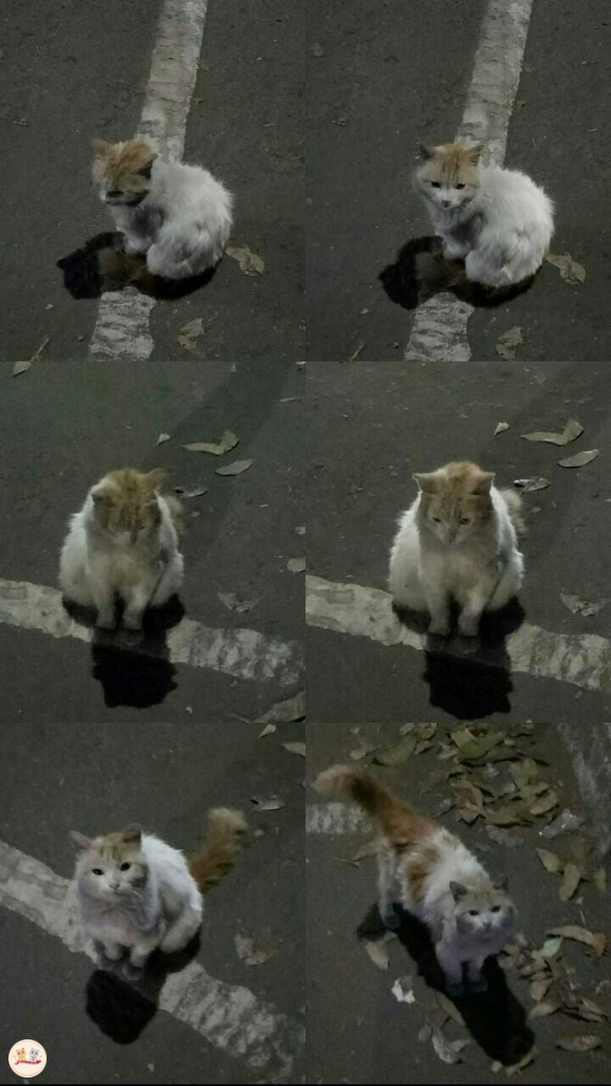 kochengfs's tweet photo. kcg! halooo, kemarin aku ketemu dia di jalan, super gendut, halus, padat, dan melas. buat siapa pun yang merasa kehilangan boleh rep yaaa. btw ini di bandung, daerah cibeunying. https://t.co/nEn8DFMi5H