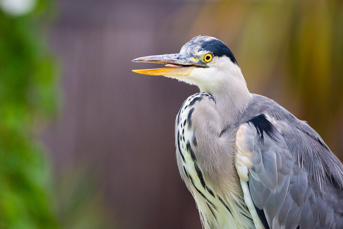 Meet Harry the Heron - an unofficial resident of @chesterzoo He’s been around as long as most can remember & doesn’t want to leave..he knows what’s good for him! He likes to hang-out in the 🐧 habitat, pinching fish & perching near the water Look out for him on your next visit