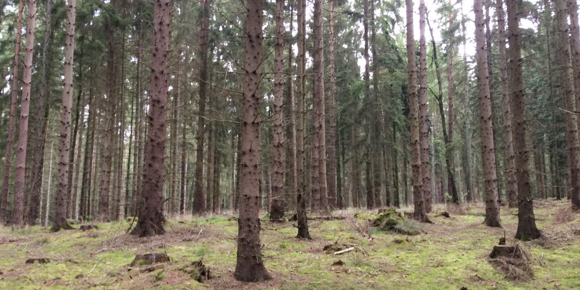 Wir haben ein neues Projekt im Norden online! Die Fläche befindet sich in der Hahnheide zwischen Hamburg und Lübeck. Insgesamt werden hier 17.500 Rotbuchen gepflanzt.

Alle Infos gibt es hier: iplantatree.org/projects/Hahnh…