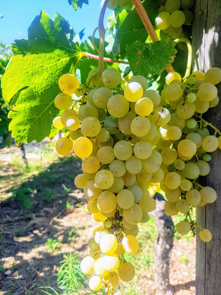 CANTINE ASTRONI tweet media