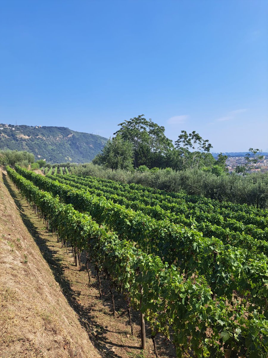 CANTINE ASTRONI tweet media