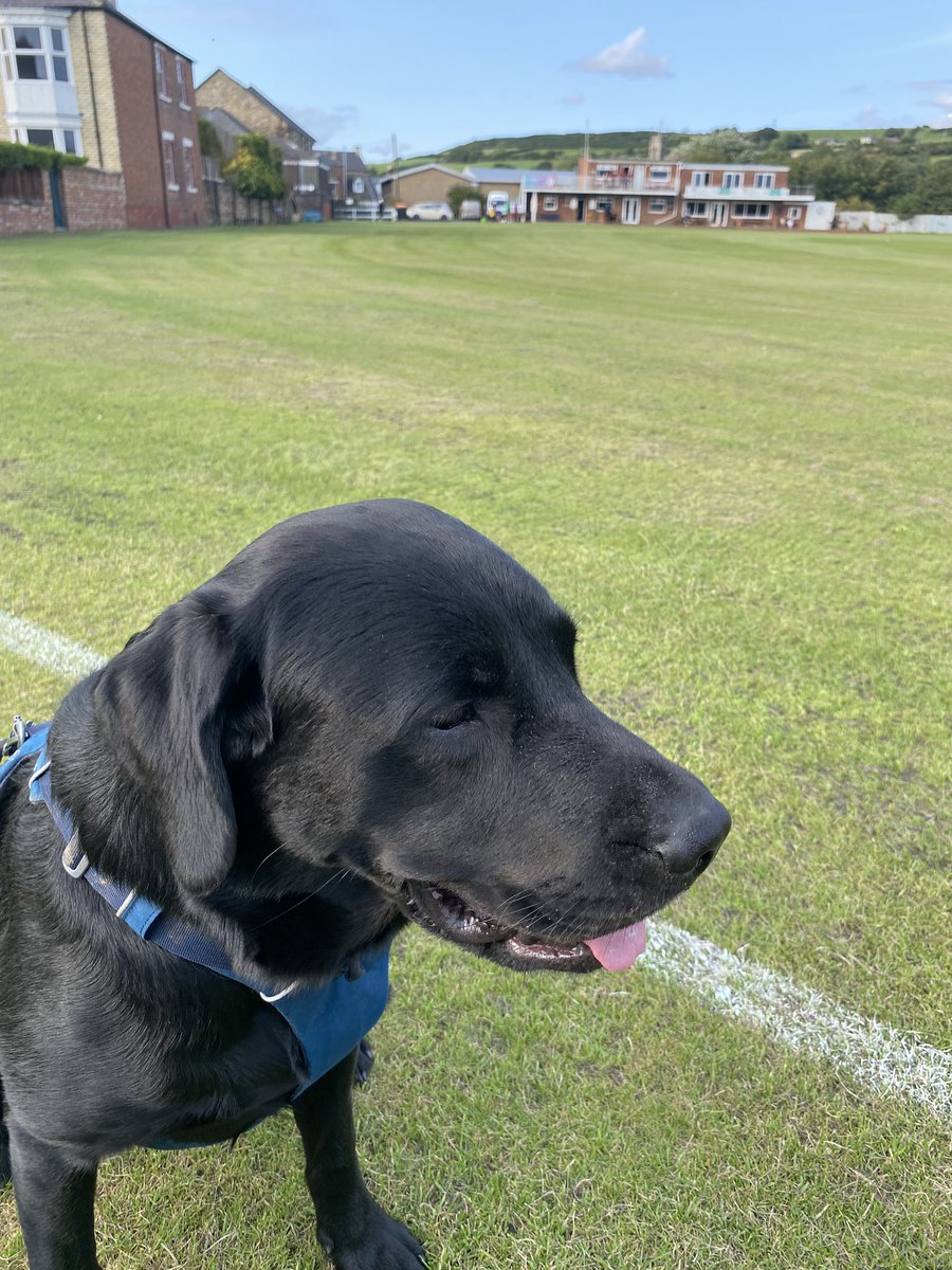 @dogsatcricket Roy Coates Cup Wednesday 23rd August 2023 @Crook Town CC v@Ryhope CC Jos Buttler Newton watching the game with interest. Close game with a victory to a young Crook team.