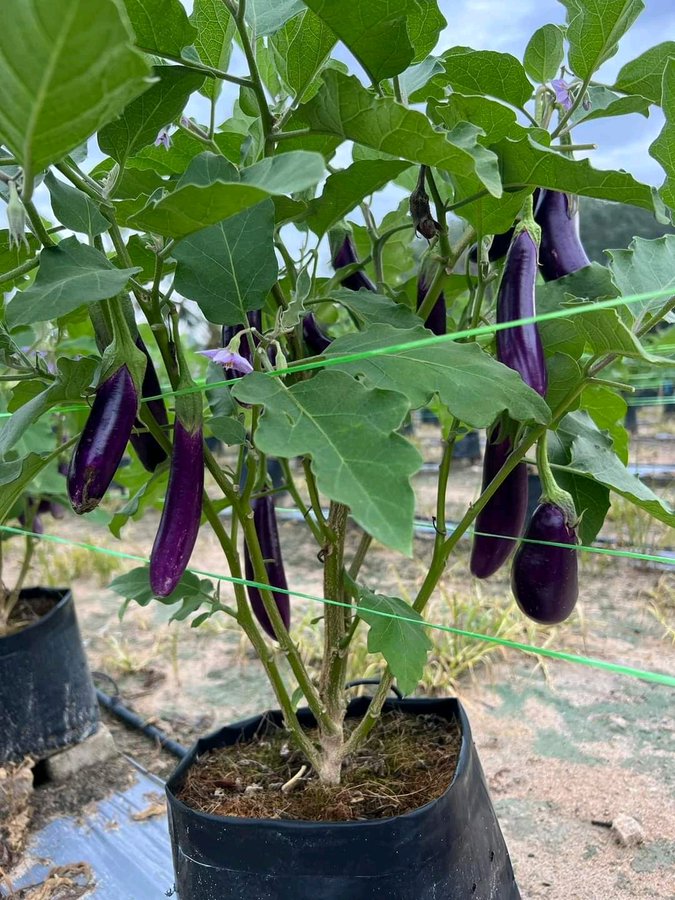 Dapsonveggies's tweet photo. 4 greens to invest your money in that takes short time to bear fruit
1. Garden eggs
2. Onions
3. Peppers
4. Tomatoes https://t.co/ATllNwKMJ1