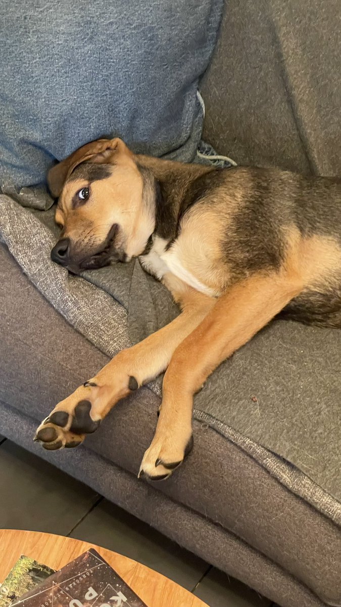 SwedishBoff's tweet photo. kobra is giving you a side eye 👀 #dogsoftwitter #kobrajämthundmix https://t.co/Ae48ouSRVv