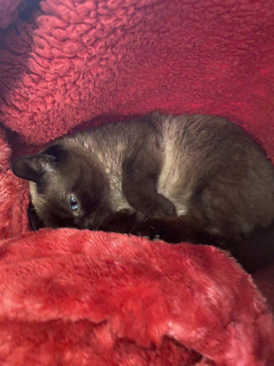 ForeverKitten's tweet photo. Sorry for not posting, I was very busy! https://t.co/DIojSaE5oB