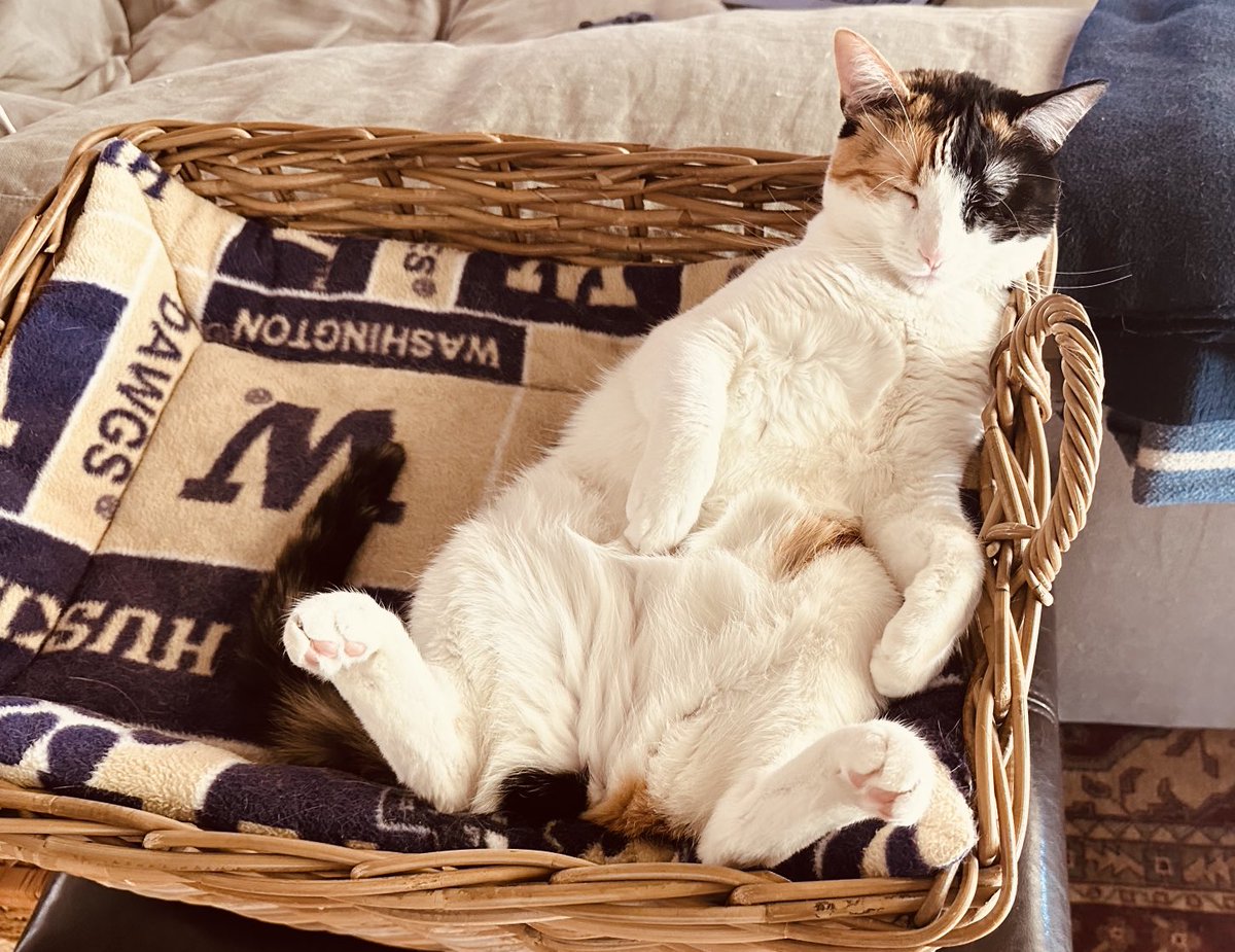 funfeasts's tweet image. How I feel when I eat too much pizza.  But yum!! #catsrule