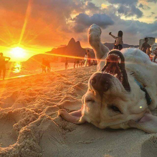 'Sunset vibes: My dog's 'pawsitive' outlook on life! 🐾🌅 #DoggyDelight #SunsetSerendipity'