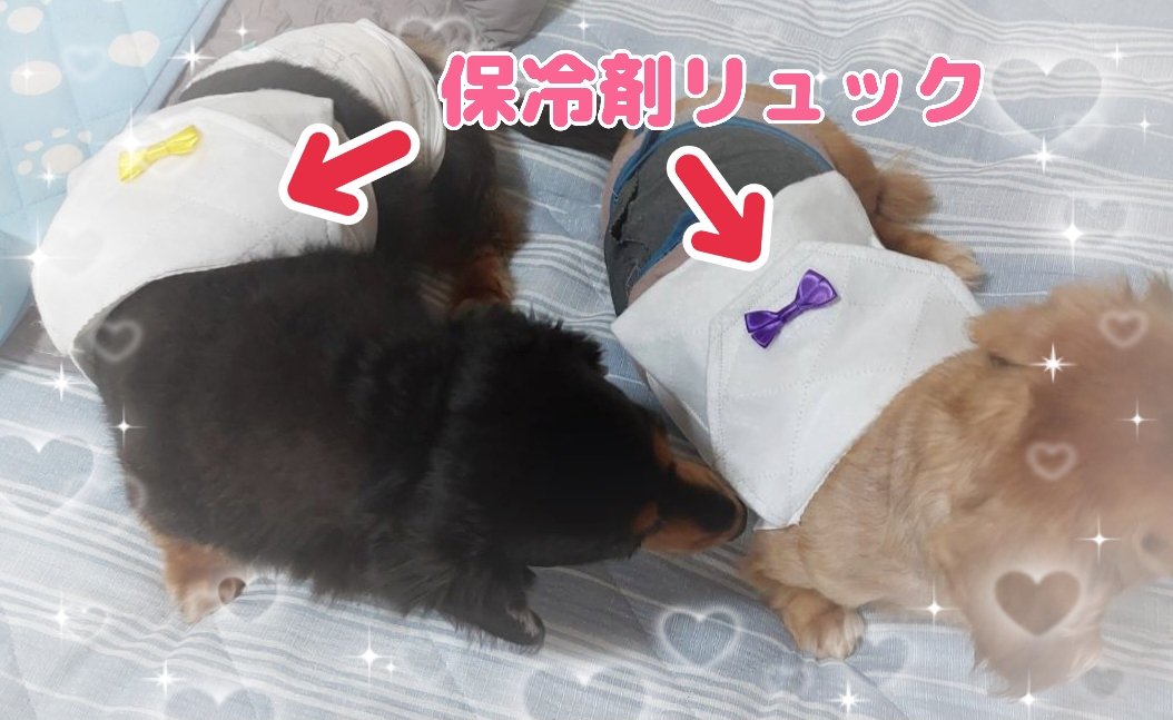 PetLovim's tweet photo. エアコンだけじゃ暑いときは、保冷剤リュックしょってます🩷
#わんこ大好き#ミニチュアダックス
#熱中症対策#いっぬ https://t.co/u29lkdiuRy