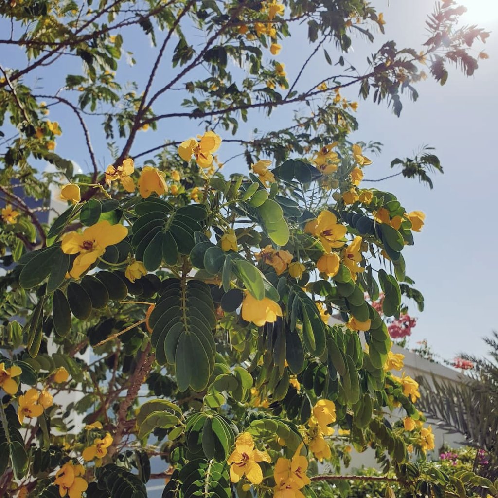 كيف أصبحتْ؟🌤
عن صعدي بن أبي الحِجر قال: 
كُنا ندخل على المغيرة بن محمد فنقول: كيف أصبحت؟ فيقول:
"أصبحنا مُغرقين في النعم، مُوقَّرين -أي: عاجزين- من الشكر، يتحبَّبُ إلينا ربُّنا وهو عنّا غنيّ، ونتمقَّتُ إليه ونحن إليه محتاجون". #صباح_الخيرᅠ