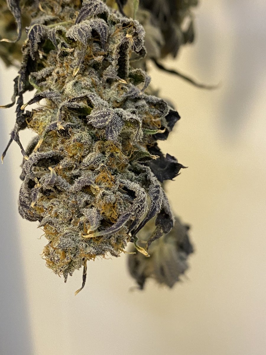 Candy Kush Limited batch!!!!!
Grown with REMO Nutrients!!!!
<a href="/theurbanremo/">REMO</a> <a href="/RemoNutrients/">Remo Brands Inc</a>