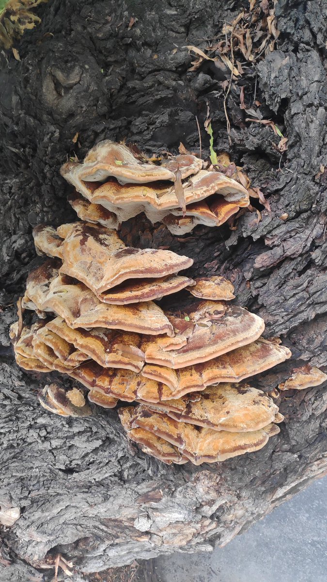 Rosaparksddhh1's tweet photo. Mira @Fungi_Cosas, los encontré en un árbol en la CDMX https://t.co/m3mnkFs5n3