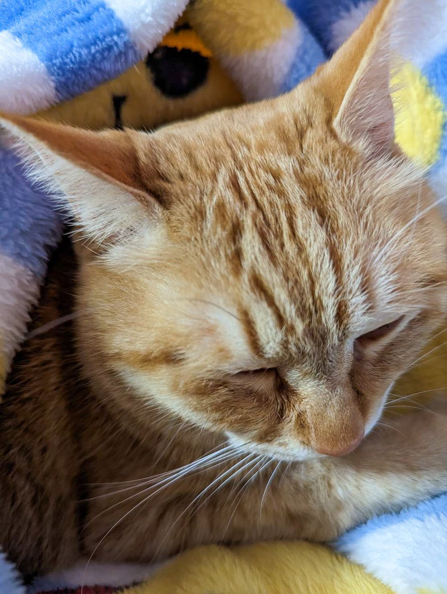 purinlala's tweet photo. 年中無休 #猫