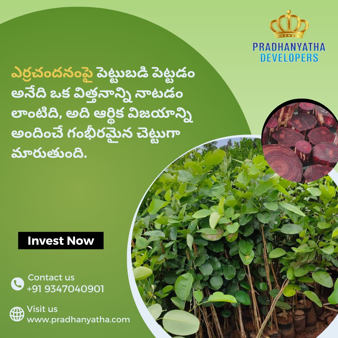 pradhanyathaD's tweet photo. ఎర్రచందనంపై పెట్టుబడి పెట్టడం అనేది ఒక విత్తనాన్ని నాటడం లాంటిది.
.
For more details, contact us at +91 9347040901, 9182173267, or
Visit: https://t.co/6rMYkeejrJ
.
.
#redsandalwood #sandalwood #sandalwoodfarminginindia #redsandalwoodfarminginindia #realestate #farmlands #plants https://t.co/9D5HU6saMM