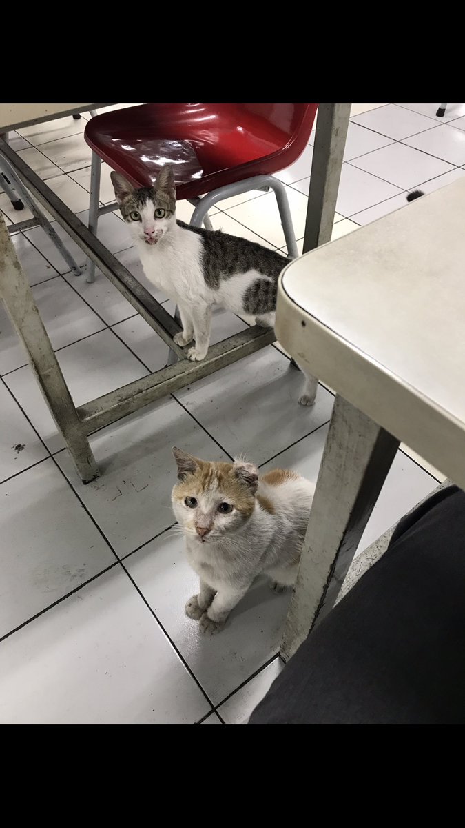 Kemenkucing's tweet photo. Meww.. 

how’re u doin bro!?

 #cat #straycat #ネコ  #cats #catlover #catlife #instagram #catlovers #kitten  #kitty #pet #cute #love #meow #dog #catoftheday #pets #kittens #gato #animals #catlove #animal #cutecat #world https://t.co/fSfgc1Olto
