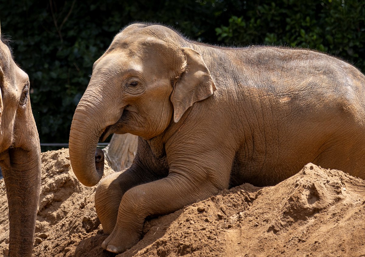 (1/3) It is with great sadness that we announce the passing of Melbourne Zoo's much-loved Asian Elephant, Man Jai. Nine-year-old Man Jai developed an acute onset of the incurable disease Elephant Endotheliotropic Herpesvirus (EEHV) earlier this week.