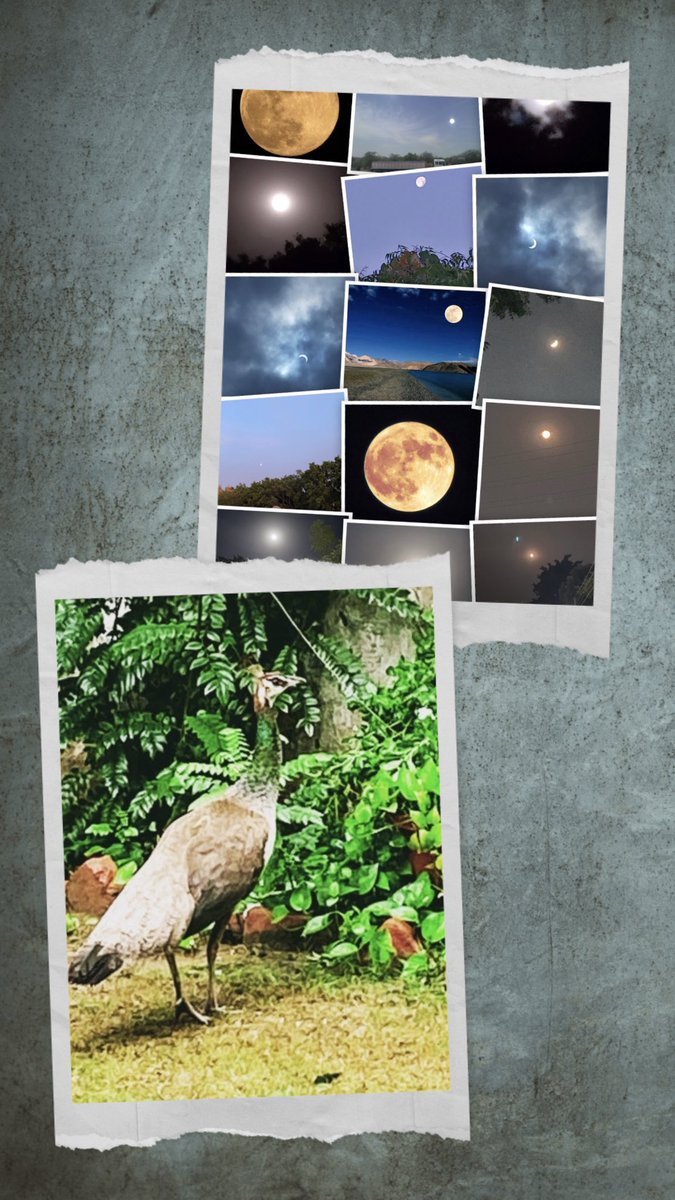 monica722905's tweet photo. #Congratulations_India #Congratulations_ISRO & Thank You to Our #scientists @isro #Chandrayaan3Landing #IndiaOnTheMoon #VikramLander #चंदा_मामा #IndiAves https://t.co/zAhfnaW3hE