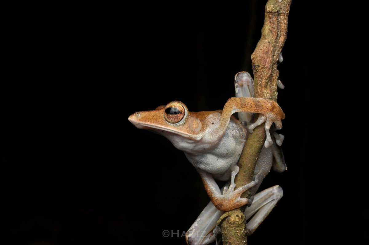 Rainforests and diverse ecosystems play host to some of the most incredible creatures on the planet! 🌳🦋🦎 Here's some cool shots of Sarawak wildlife, snakes and frog edition
📸 : Follow @hafizphotography_ for more Sarawak wildlife shots! 
#SarawakMoreToDiscover #SarawakTourism