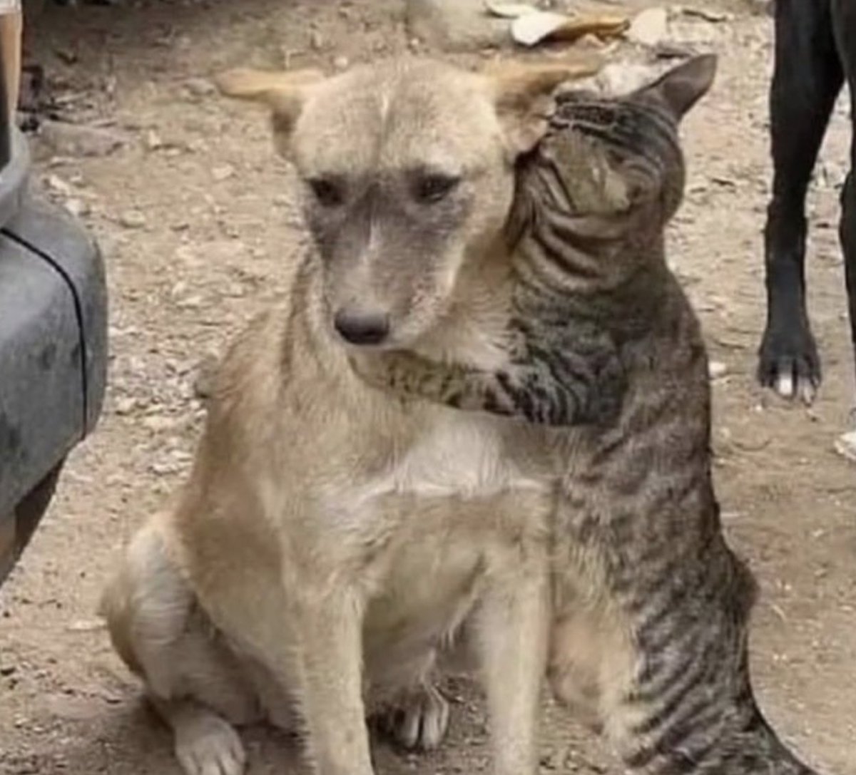 そういえばトルコシリア大地震の時も
犬と猫が寄り添ってましたね😢