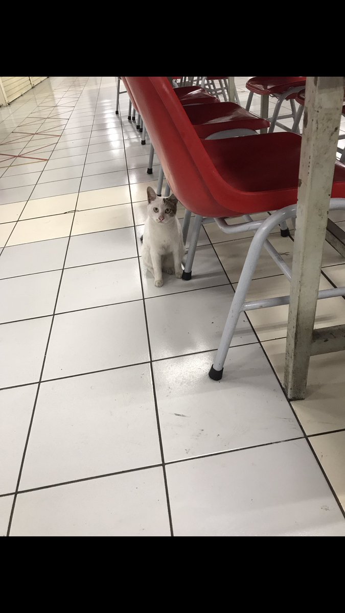 Kemenkucing's tweet photo. Meww.. maybe..

U can give me something.. huh!?

#ねこ #猫 #ねこ #cat #straycat #ネコ  #cats #catlover #catlife #instagram #catlovers #kitten  #kitty #pet #cute #love #meow #dog #catoftheday #pets #kittens #animals #catlove #animal #cutecat #restaurant #LunchTime https://t.co/570i4pimts