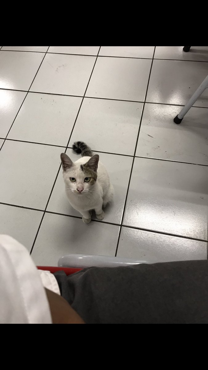 Kemenkucing's tweet photo. Meww.. maybe..

U can give me something.. huh!?

#ねこ #猫 #ねこ #cat #straycat #ネコ  #cats #catlover #catlife #instagram #catlovers #kitten  #kitty #pet #cute #love #meow #dog #catoftheday #pets #kittens #animals #catlove #animal #cutecat #restaurant #LunchTime https://t.co/570i4pimts