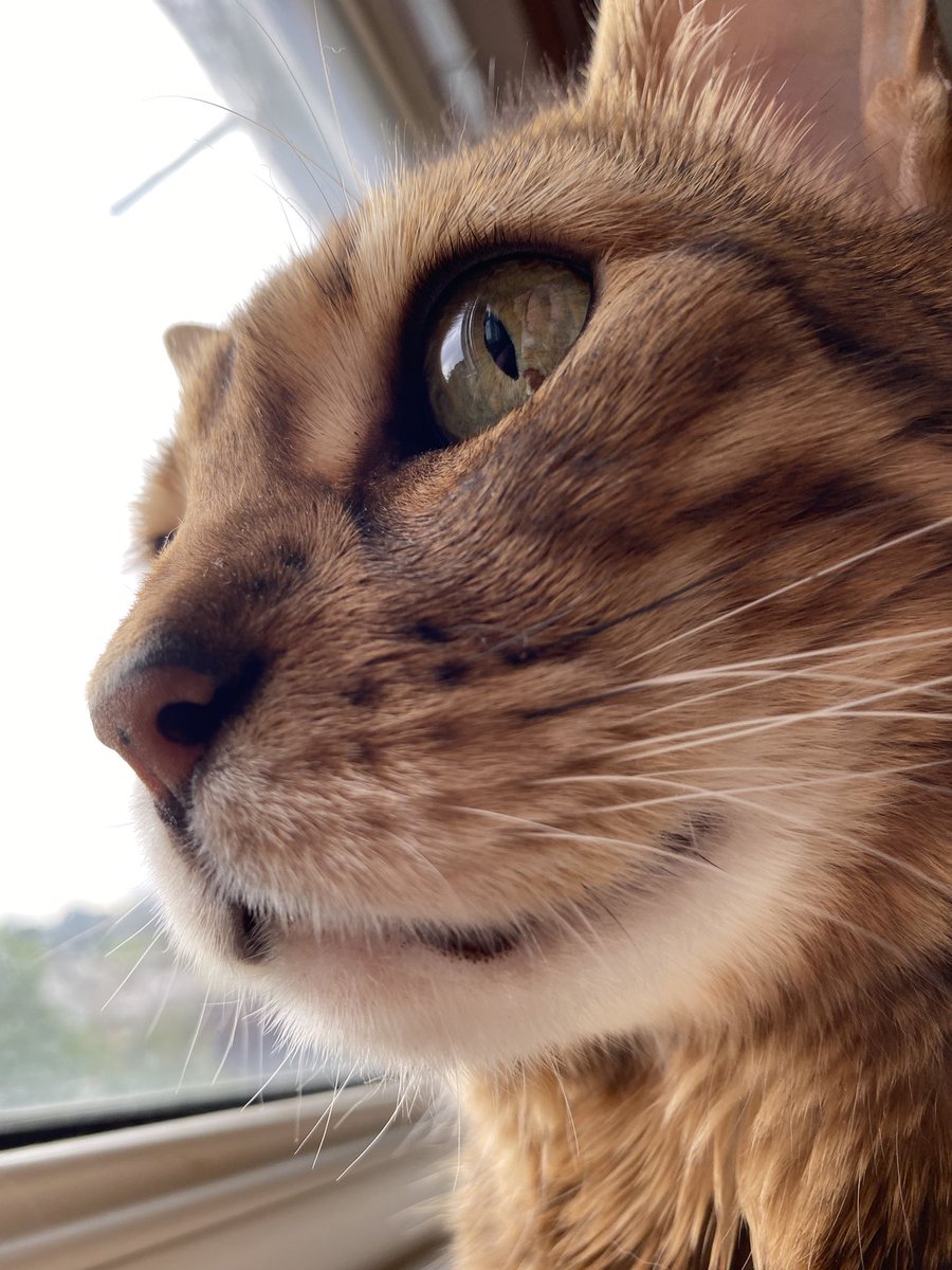 PiandNeko1's tweet photo. Overseeing the loading of the rooftop restaurant and lounge for #Nipfest2023 opening when I get there after the road trip with Smills ๐น #TeamBengal #BestWeekendoftheYear https://t.co/J32RQHdwUF