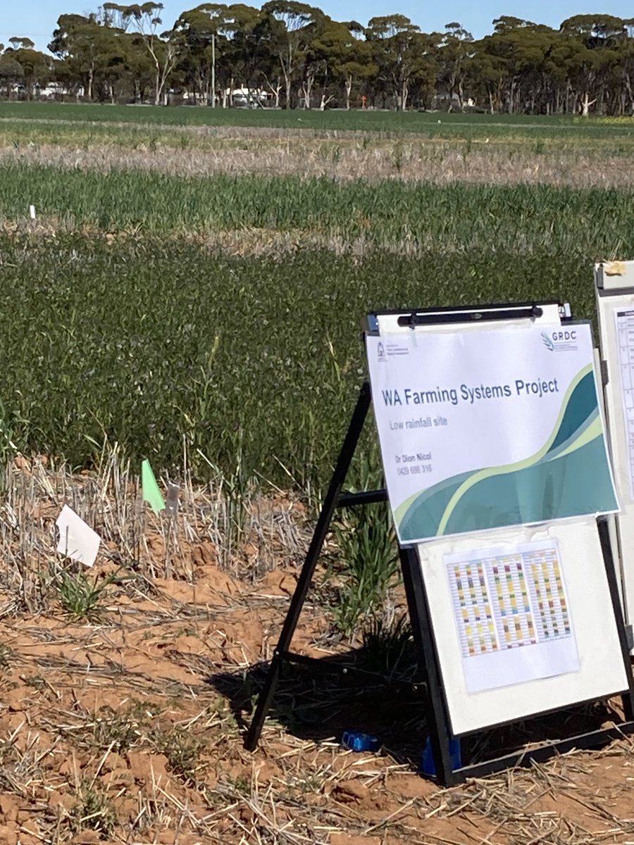 FarreImma's tweet photo. WA farming systems project with Martin Harries at Merredin field day ⁦@DPIRDbroadacre⁩ https://t.co/TWuaweAshR