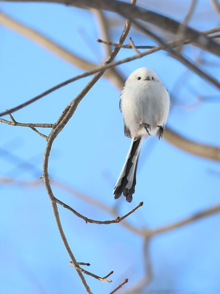 世界一可愛い鳥の
世界一可愛いジャンプが
奇跡的に撮れました