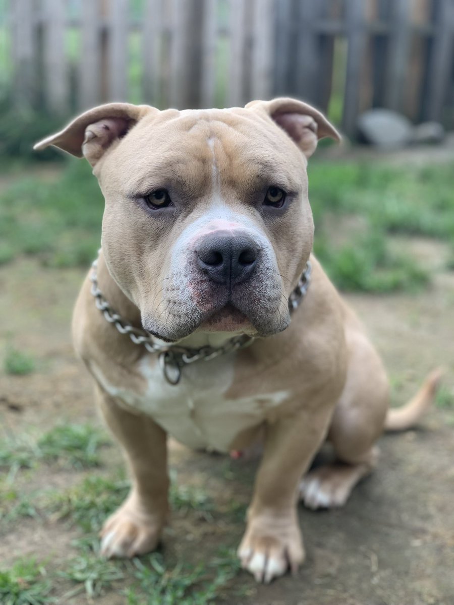 Thank you to @1up_kennels Breeder of Quality American Bullys in Springfield, MA for supporting the Oaks! Howie and Hawk are two fine specimens from 1 Up that will be rooting the boys on this weekend!!