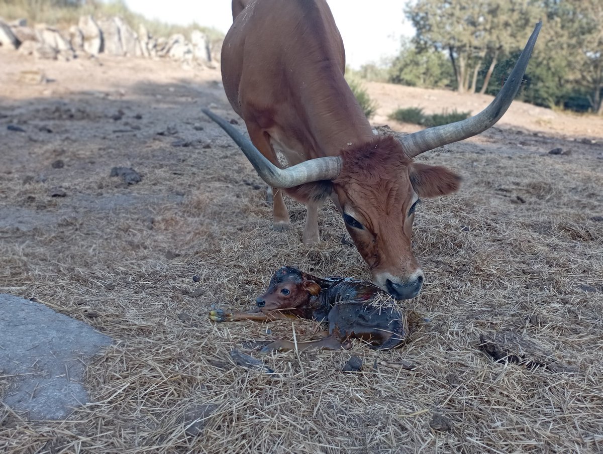 MontesdeBoado's tweet photo. Este non se resfría! 40°🌡️🥵 https://t.co/mdZRAmJ0lG