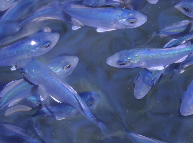 IPac. Acuicultura tweet media