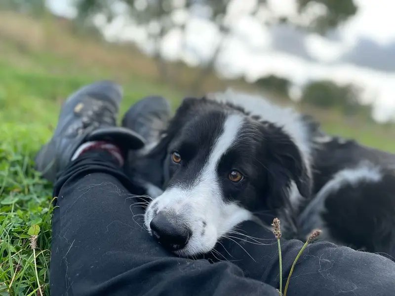 AdoptionsUk's tweet photo. Please retweet to help Stitch find a home #LOUGHBOROUGH #UK 
Beautiful Border Collie aged 6. He'll love to show you his tricks. He needs to be the only pet in an adult home but can walk with dog pals.  He's intelligent, affectionate and super sweet. 
DETAILS or APPLY👇 https://t.co/CZBsO2IGgf
 #Collie #BorderCollie #dogs