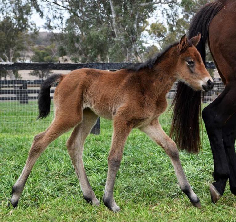 Love this time of year. Our first foal of the year and not a bad one either. Tarzino x Invisible Coin. Full sister to Gypsy Goddess and Bitcoin. <a href="/WestburyStud/">Westbury Stud</a> <a href="/breednet/">Tara Madgwick</a> <a href="/BreednetNews/">Breednet</a>