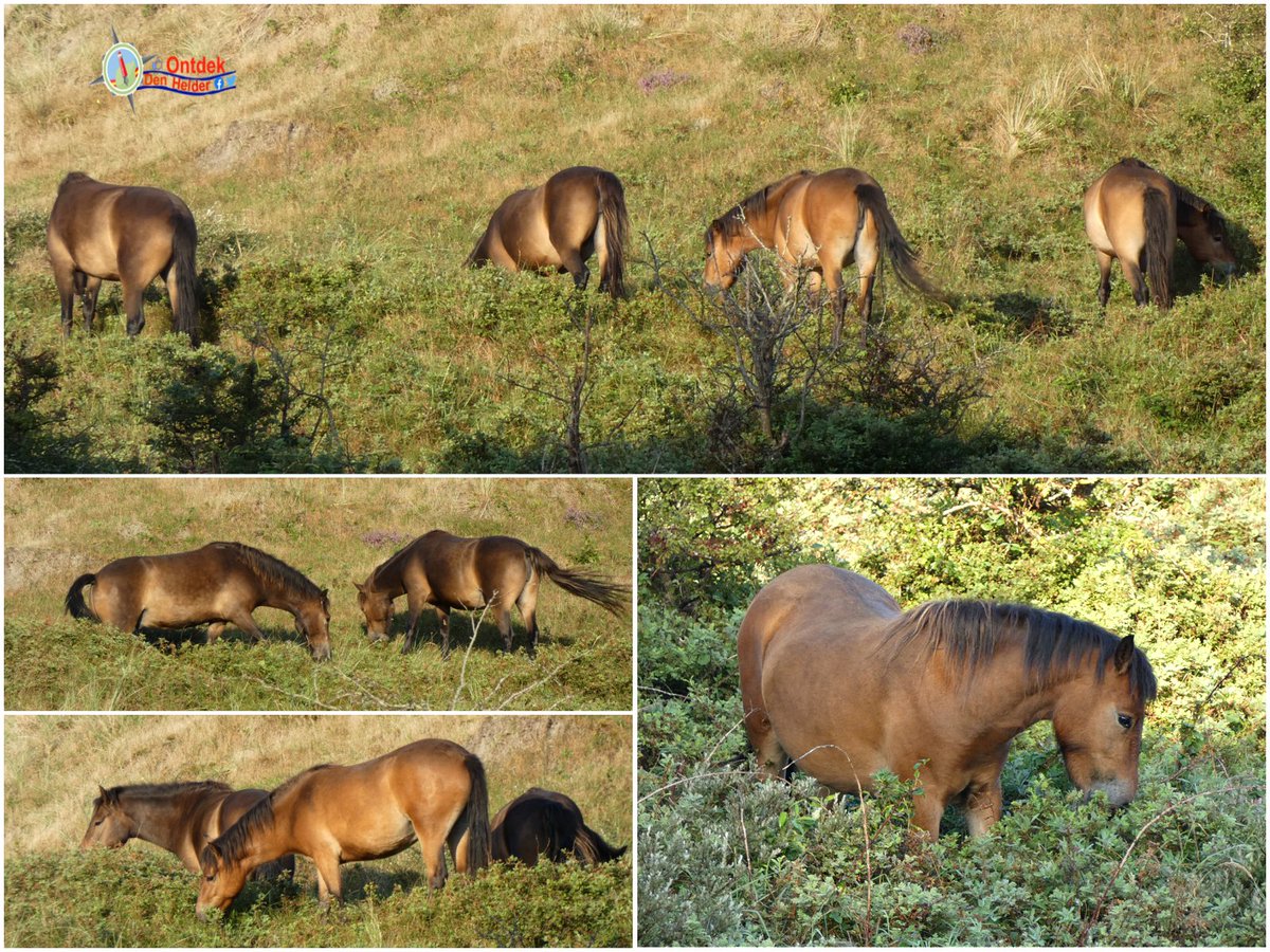 #Exmoorpony's grazen in de #duinen van #DenHelder - #animals #horse #dunes #nature #natuur