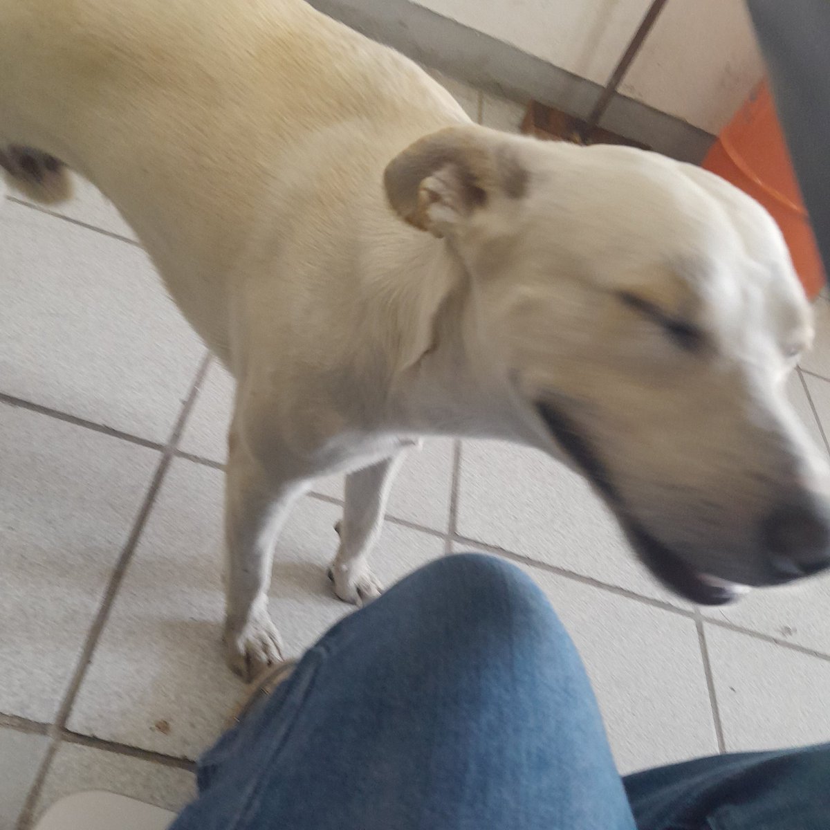 AickoQ's tweet photo. Se metió un perro al salón https://t.co/f98FI23woy