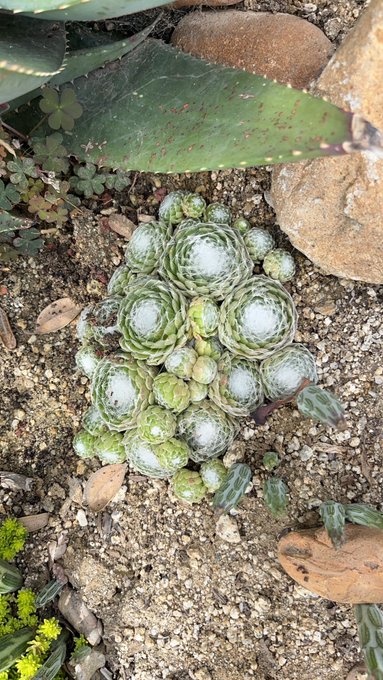 Cool cacti https://t.co/TICboFezp9<a href="/tag/socool"class="tags"><span>#socool</span></a>