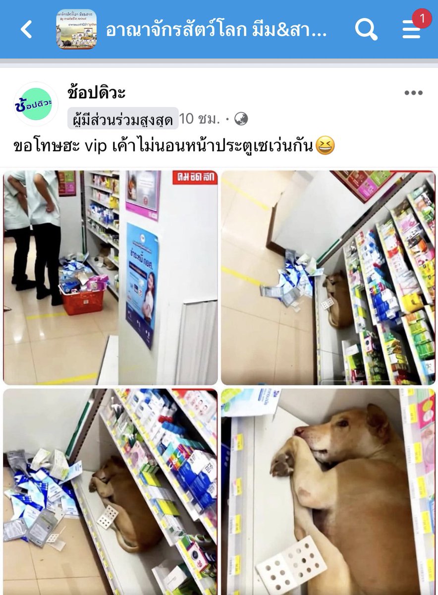 หมาดำตัวนี้ยังหวังดีกับเธอเสมอ tweet media
