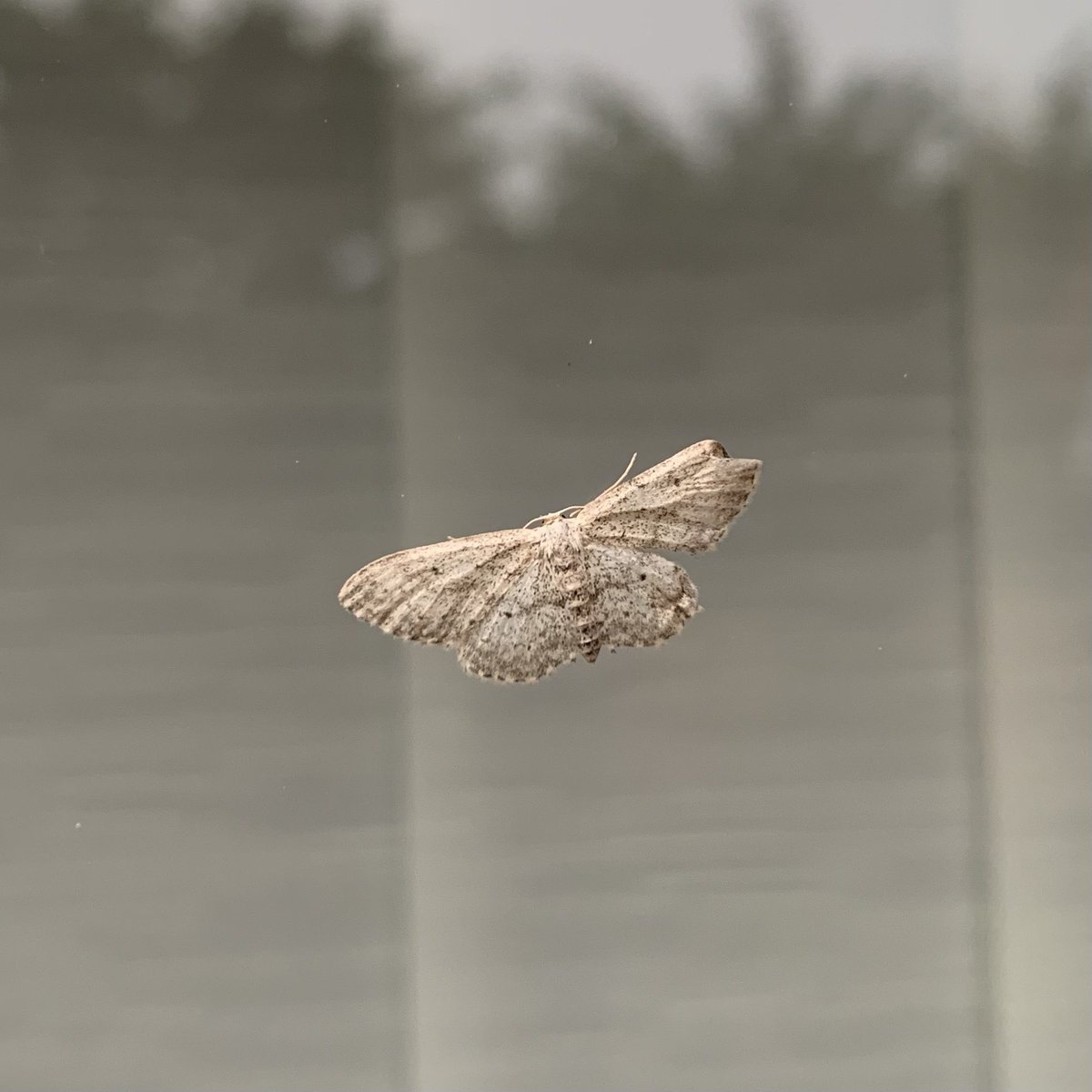 a_fallan's tweet image. Another new moth in the garden.  I think it’s a small dusty wave but corrections welcome! #mothid #ukmoths