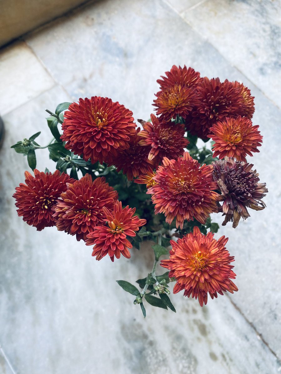 priyankasagar_7's tweet image. My beauties 🌺
#flowers
#plants
#tinynature
#beautiful 
#sweethome 
@sudheer1140