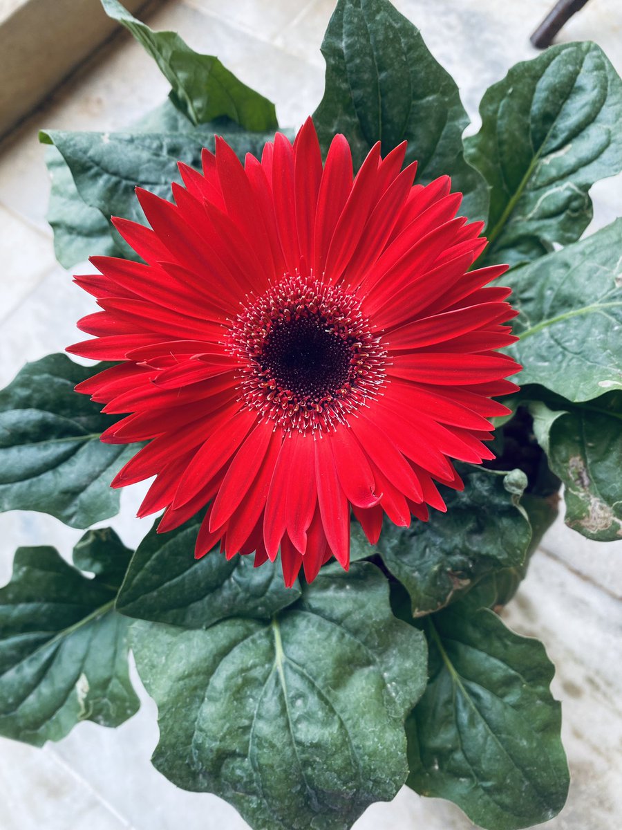 priyankasagar_7's tweet image. My beauties 🌺
#flowers
#plants
#tinynature
#beautiful 
#sweethome 
@sudheer1140