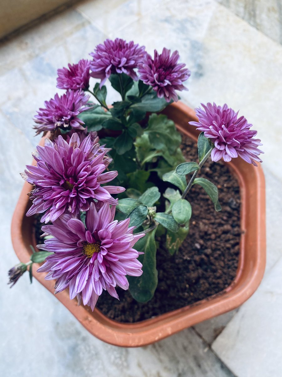 priyankasagar_7's tweet image. My beauties 🌺
#flowers
#plants
#tinynature
#beautiful 
#sweethome 
@sudheer1140