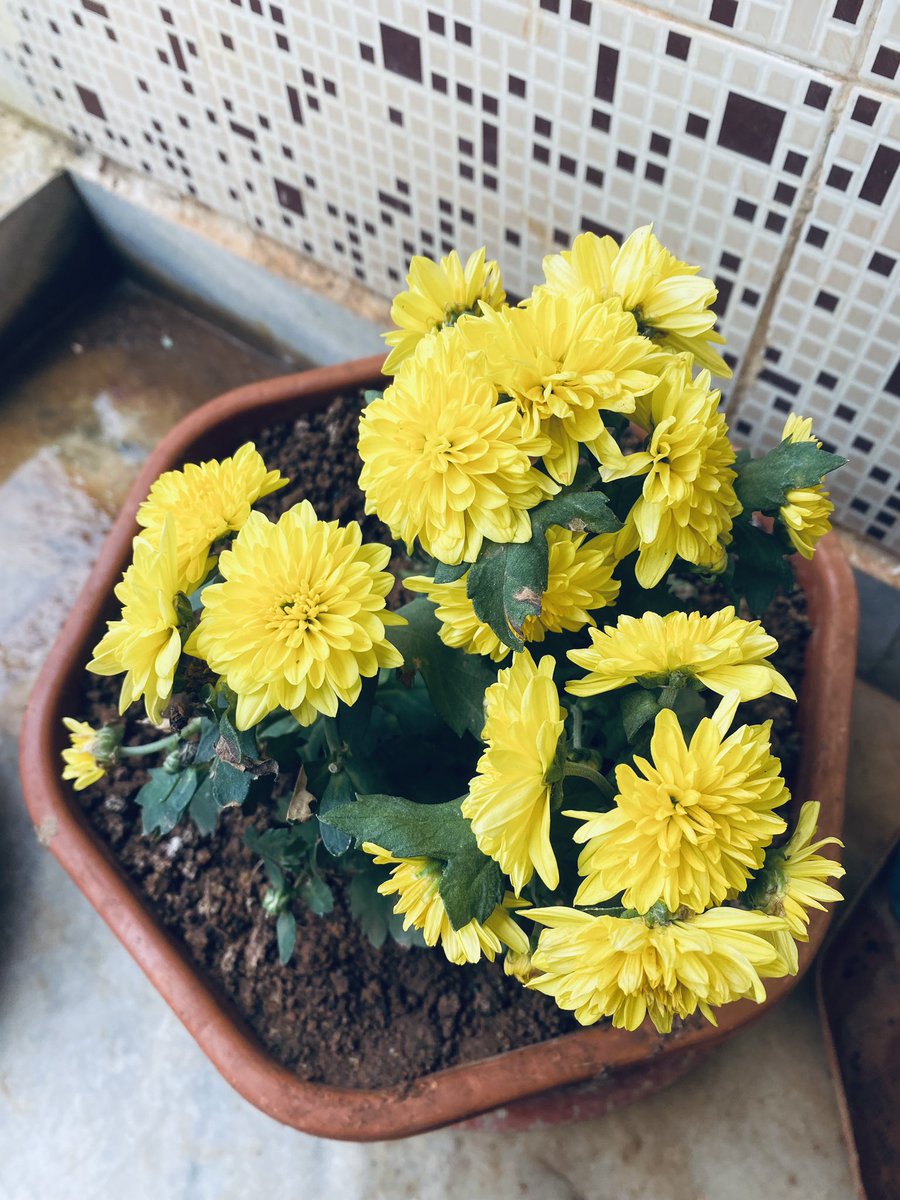 priyankasagar_7's tweet image. My beauties 🌺
#flowers
#plants
#tinynature
#beautiful 
#sweethome 
@sudheer1140