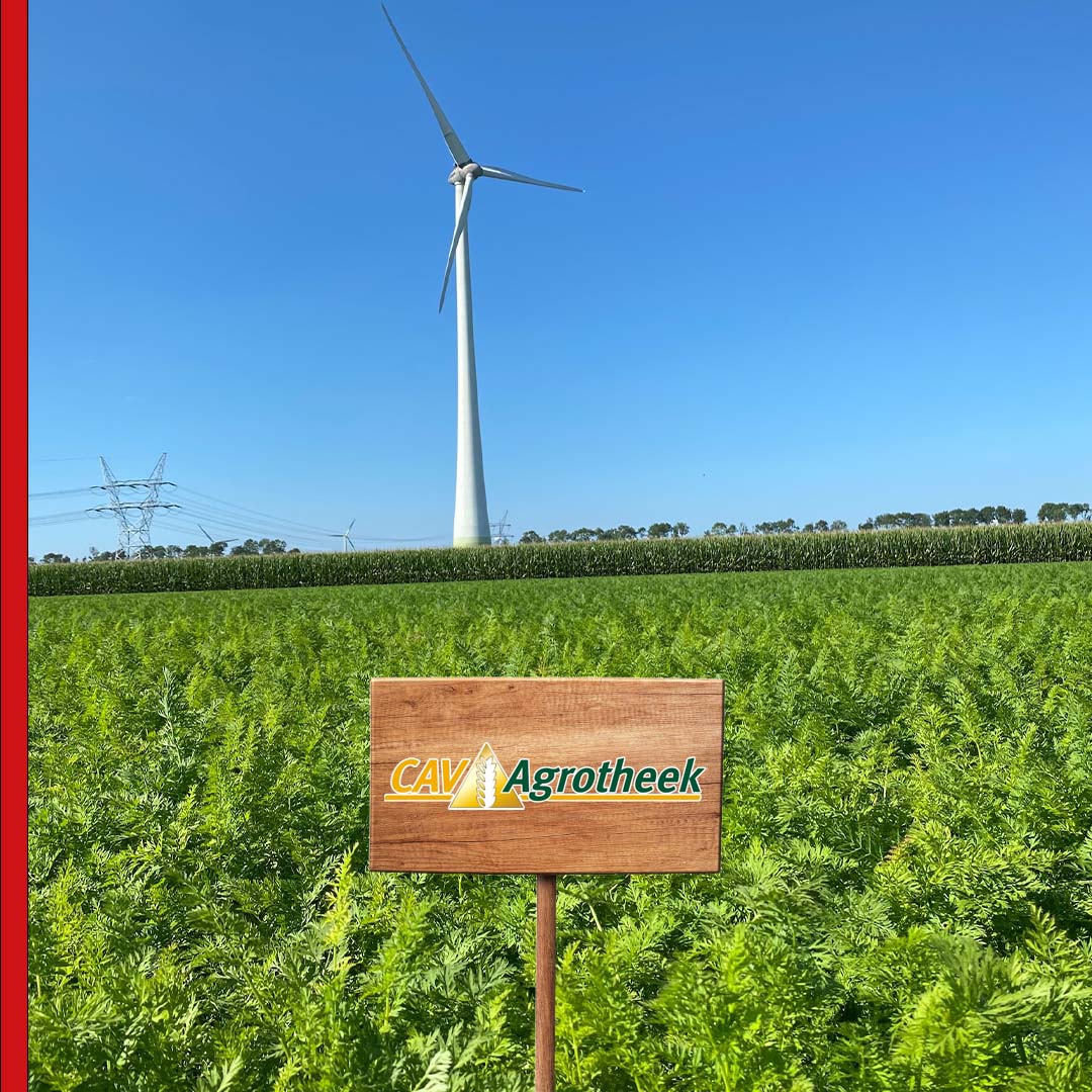 PeenNederland's tweet photo. Komen jullie langs voor @Bejo, @Kramerstart en @Argrotheek op 11   oktober? 🌱
 
#deelnemer #nationalepeenmanifestatie #event #voorstellen #peenevent #peen   #agrotheek #peen #kwaliteit #bodemgebondenziekten #kwaliteit https://t.co/ZXgpeOWoab