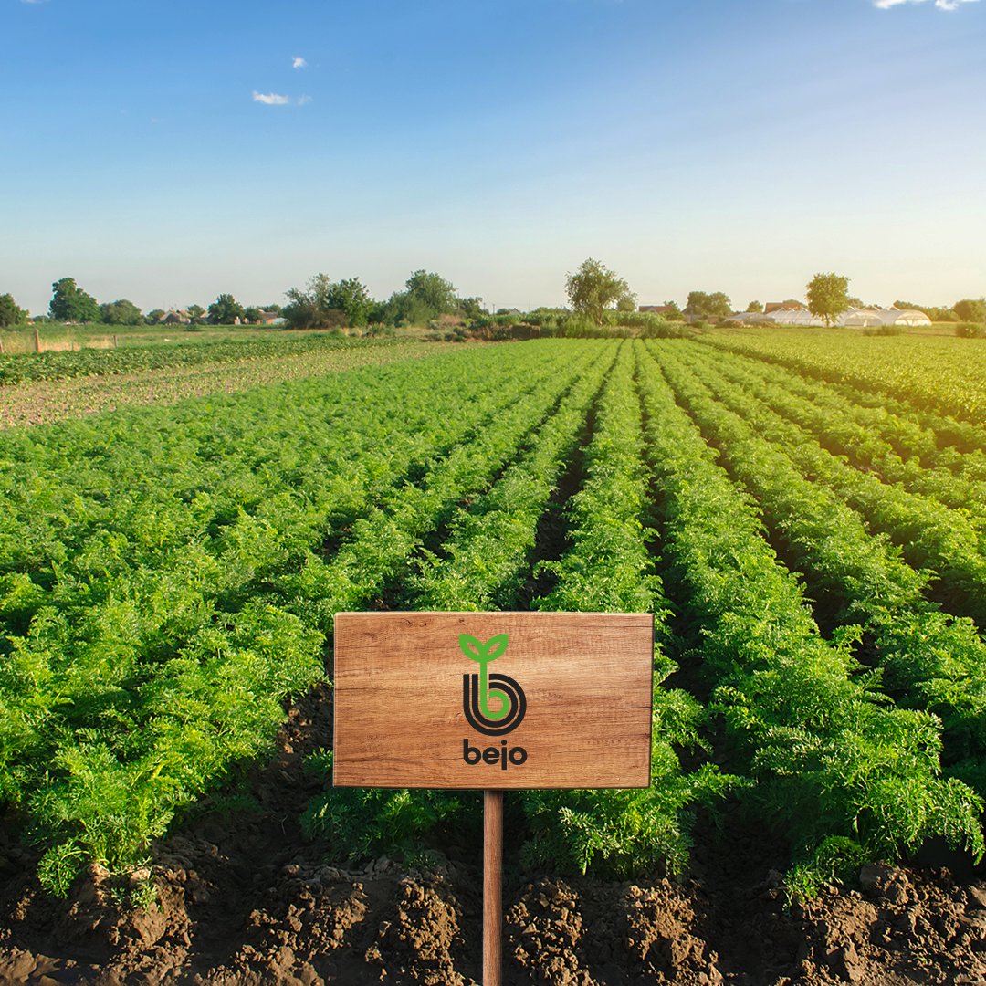 PeenNederland's tweet photo. Komen jullie langs voor @Bejo, @Kramerstart en @Argrotheek op 11   oktober? 🌱
 
#deelnemer #nationalepeenmanifestatie #event #voorstellen #peenevent #peen   #agrotheek #peen #kwaliteit #bodemgebondenziekten #kwaliteit https://t.co/ZXgpeOWoab