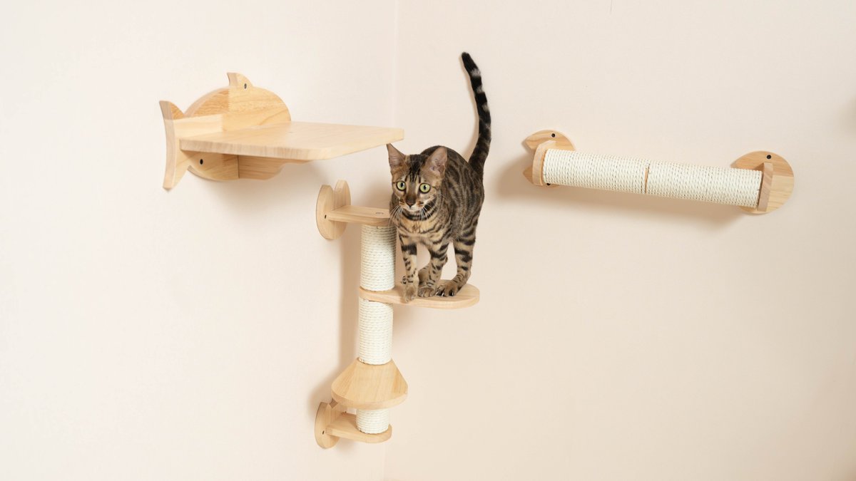 How can I encourage my cat to use the wall shelf? Progressive training, snack rewards to try; toys on wall shelves to stimulate curiosity; avoid negative experiences, keep ledges safe; continuous patience and consistency;petomg.com