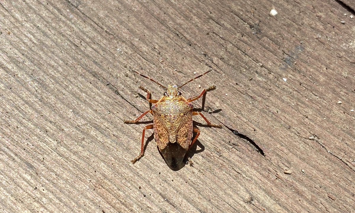 Snug as a bug on a boardwalk?