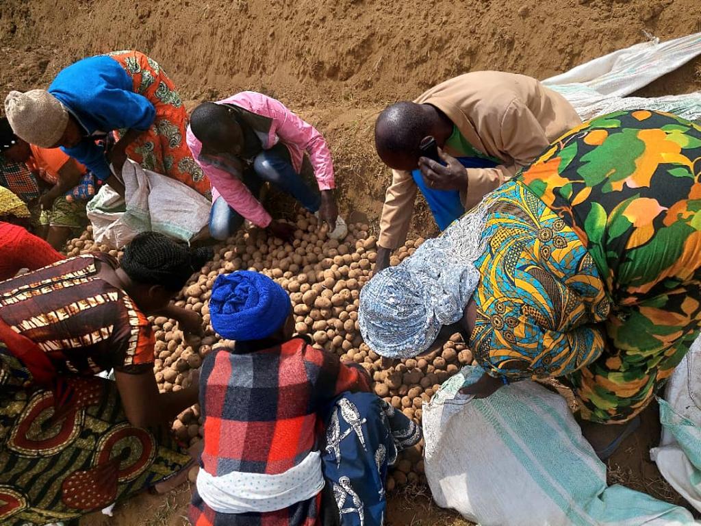 PotatoFpa's tweet photo. Planting #warepotatoes @RubavuDistrict as we are approaching the onset of the Season  A 2003-2024. @AgriterraRwanda @ImbaragaO @RwandaAgri @Agripool_advice https://t.co/yFRJiW07ii