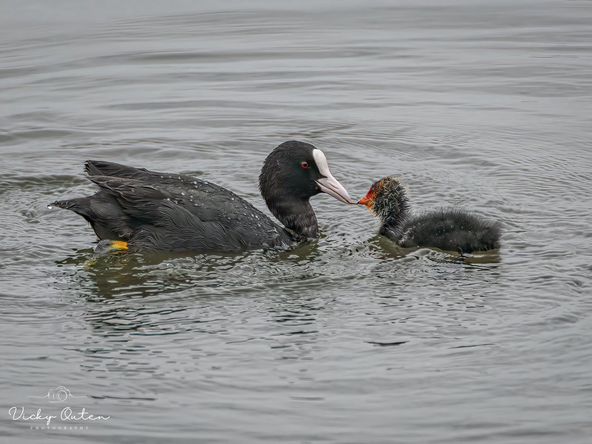 Coot feeding it's chick 

vickyoutenphotography.com

#wildlife #TwitterNatureCommunity #jessopsmoment #bbccountryfilemagpotd #photooftheday #BBCWildlifePOTD 
<a href="/BBCSpringwatch/">BBC Springwatch</a> <a href="/ThePhotoHour/">#ThePhotoHour</a> #coot