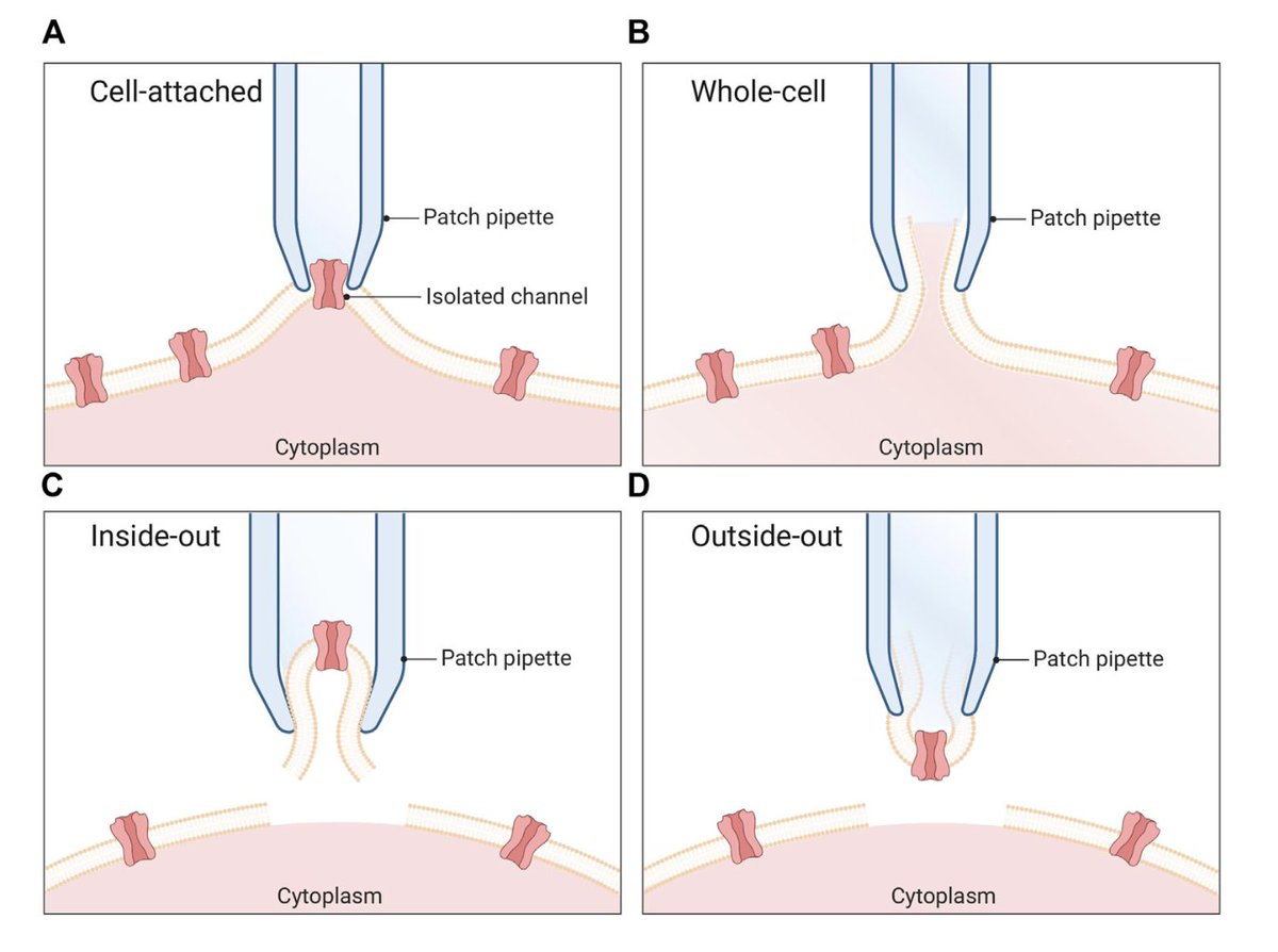 New review on #electrophysiology within #venom and #antivenom research: frontiersin.org/articles/10.33…
Thanks to great collaborators from <a href="/sophionbio/">Sophion Bioscience A/S</a> and <a href="/IMBatUQ/">Institute for Molecular Bioscience</a>, incl <a href="/VenomsLab/">Glenn King</a> <a href="/DrFeCardoso/">Fernanda Cardoso</a> and <a href="/ShirinAhmadi11/">Shirin Ahmadi</a> <a href="/AnneLjungars/">Anne Ljungars</a> <a href="/MelBenard86/">Melisa Benard Valle</a> from <a href="/CAT4Science/">Center for Antibody Technologies</a> <a href="/DTUbioengineer/">DTU Bioengineering</a> <a href="/DTUtweet/">DTU</a>